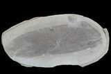 Fossil Neuropteris Seed Fern Leaf (Pos/Neg) - Mazon Creek #68124-2
